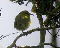 Chlorodrepanis stejnegeri