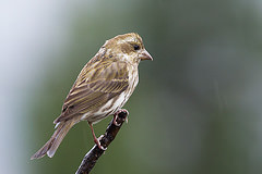 Haemorhous purpureus