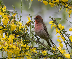 Haemorhous mexicanus