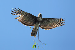 Aviceda madagascariensis