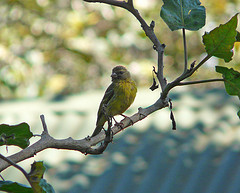 Crithagra citrinelloides