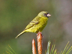 Crithagra hyposticta