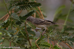 Crithagra leucopygia