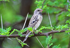 Crithagra atrogularis