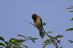 Crithagra xanthopygia