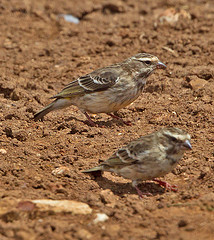 Crithagra reichenowi