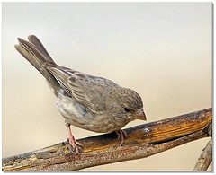 Crithagra rothschildi