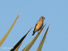 Crithagra citrinipectus