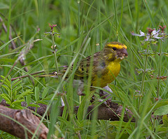 Crithagra dorsostriata