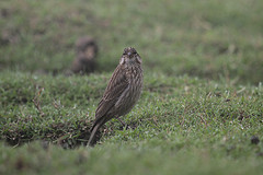 Crithagra ankoberensis