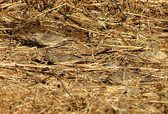 Crithagra menachensis