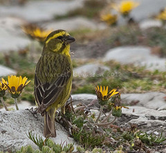 Crithagra flaviventris