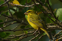 Crithagra sulphurata