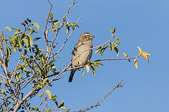 Crithagra albogularis