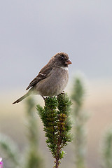 Crithagra leucoptera