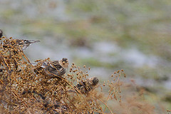 Linaria flavirostris