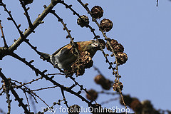 Loxia pytyopsittacus