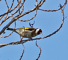 Carduelis carduelis