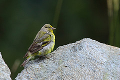 Carduelis citrinella