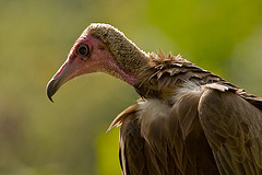 Necrosyrtes monachus