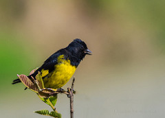Spinus xanthogastrus