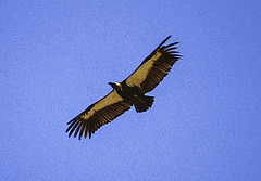 Gyps bengalensis