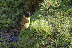 Spinus crassirostris