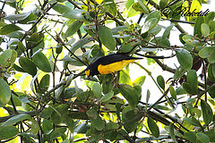 Euphonia affinis