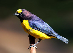 Euphonia chlorotica