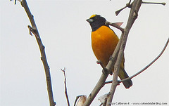 Euphonia concinna