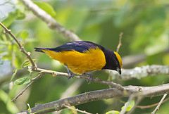 Euphonia saturata