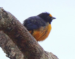 Euphonia finschi