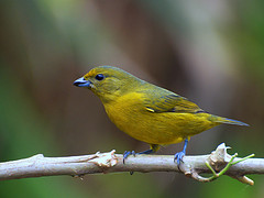 Euphonia violacea