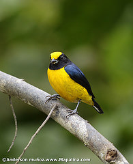 Euphonia laniirostris