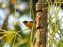 Euphonia hirundinacea