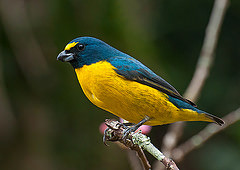 Euphonia chalybea