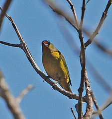 Euphonia elegantissima