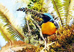 Euphonia cyanocephala