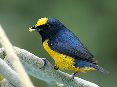 Euphonia fulvicrissa