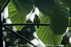 Euphonia imitans