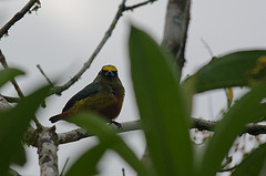 Euphonia gouldi