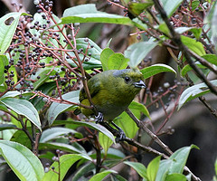 Euphonia mesochrysa