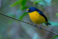 Euphonia minuta