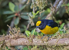 Euphonia xanthogaster
