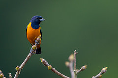 Euphonia rufiventris