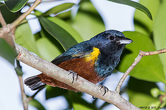 Euphonia pectoralis
