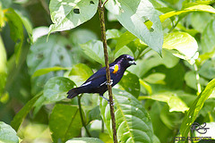 Euphonia cayennensis