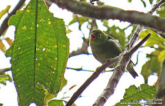 Chlorophonia flavirostris