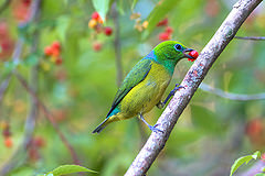 Chlorophonia cyanea