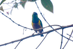 Chlorophonia pyrrhophrys